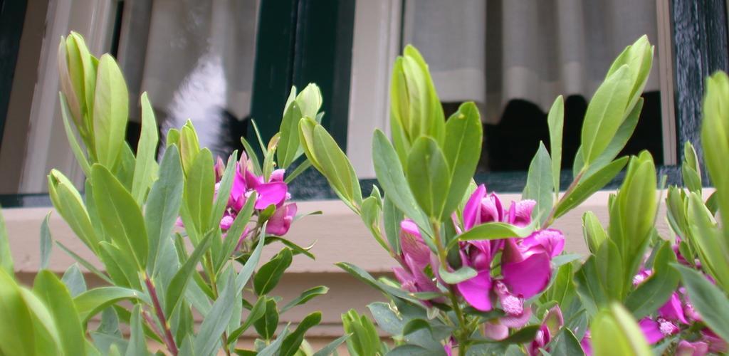 كاستاجنيتو كاردوتشي Villa Le Luci المظهر الخارجي الصورة